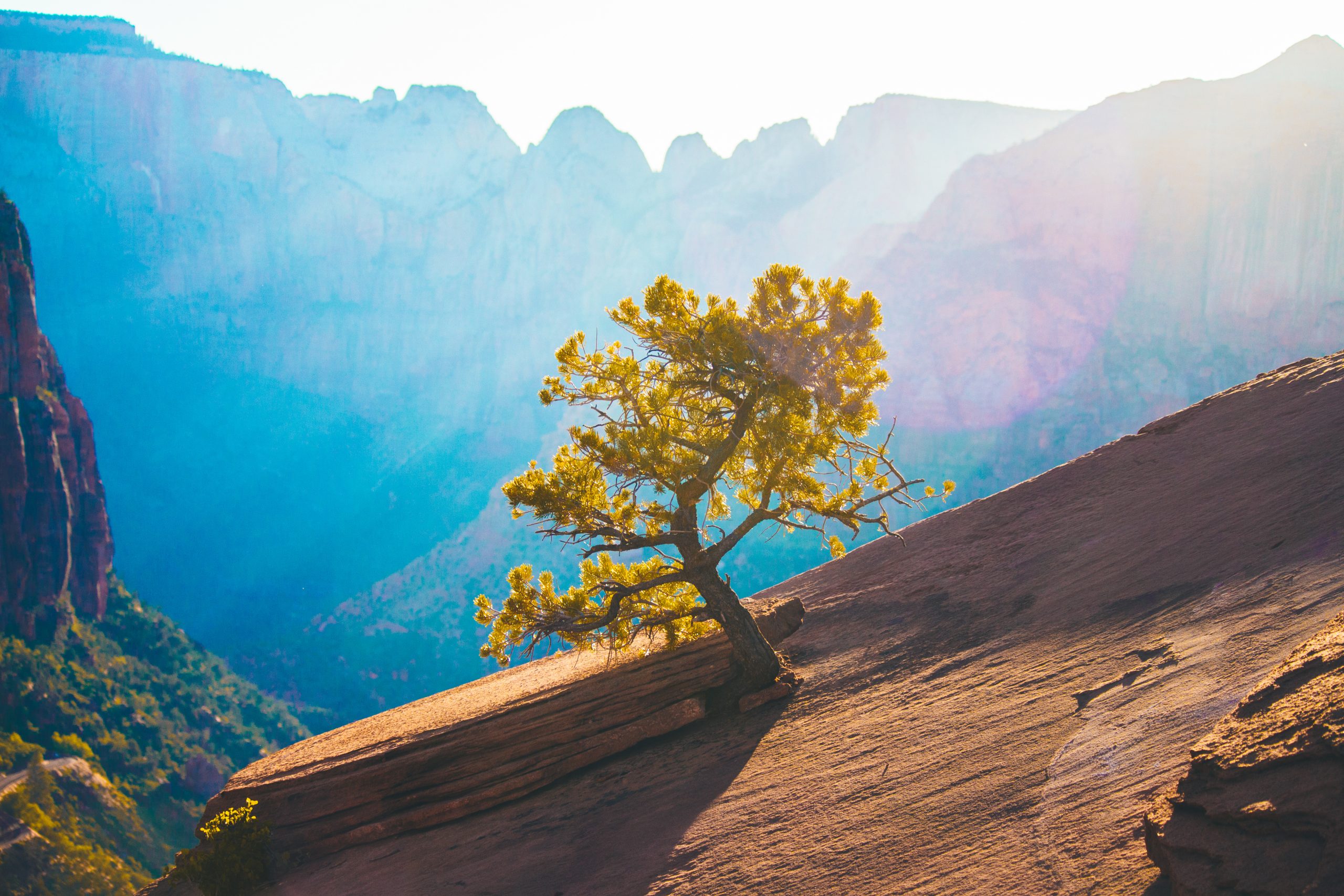 Small Tree Growing on Mountain...