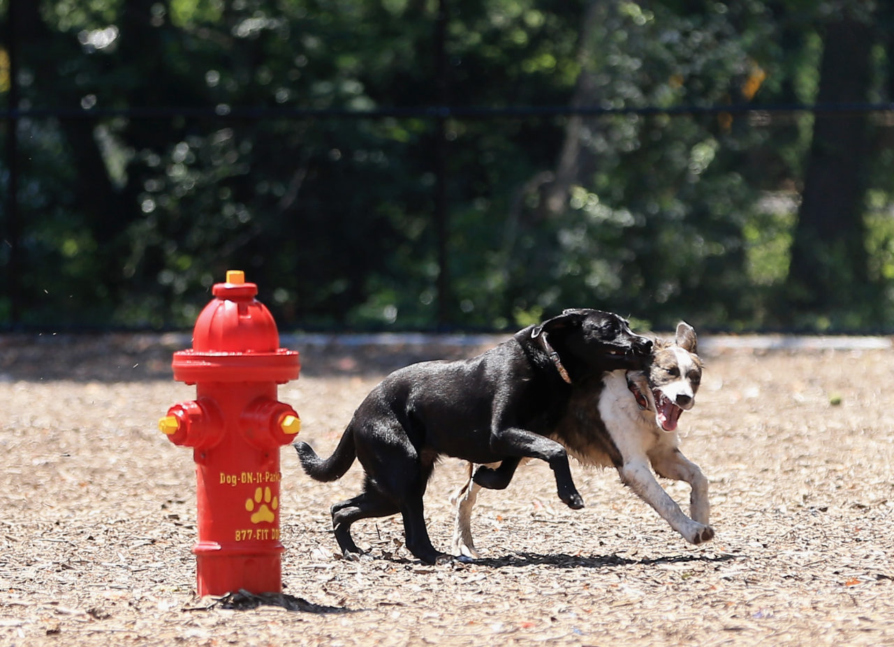 Mutts and Mugs, Dog Park Sacramento, Dog Park with Beer Sacramento, Dog Bark With Beer Garden (Phot...