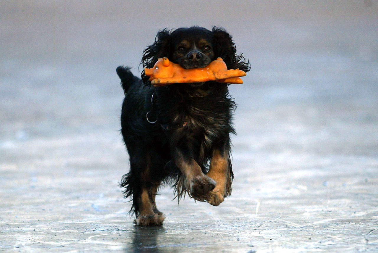 (Photo by China Photos/Getty Images)...