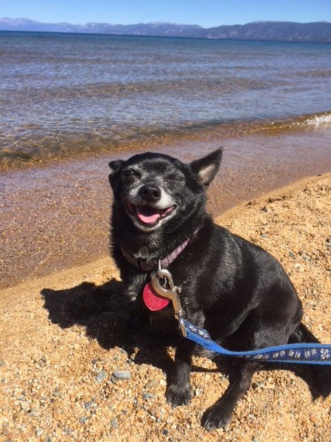 Why is this dog smiling? Because he knows more than you think he does (photo by Tom Mailey)...