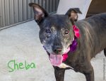 sheba_a740149