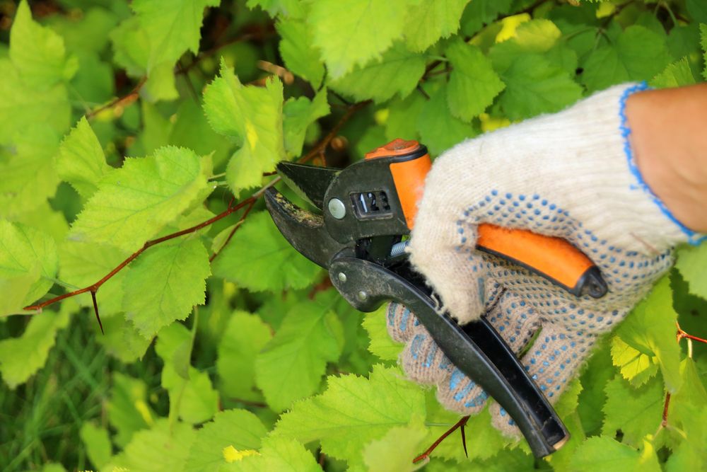 Gardening Tip: Prune Shrubs the Right Way - Studio 5
