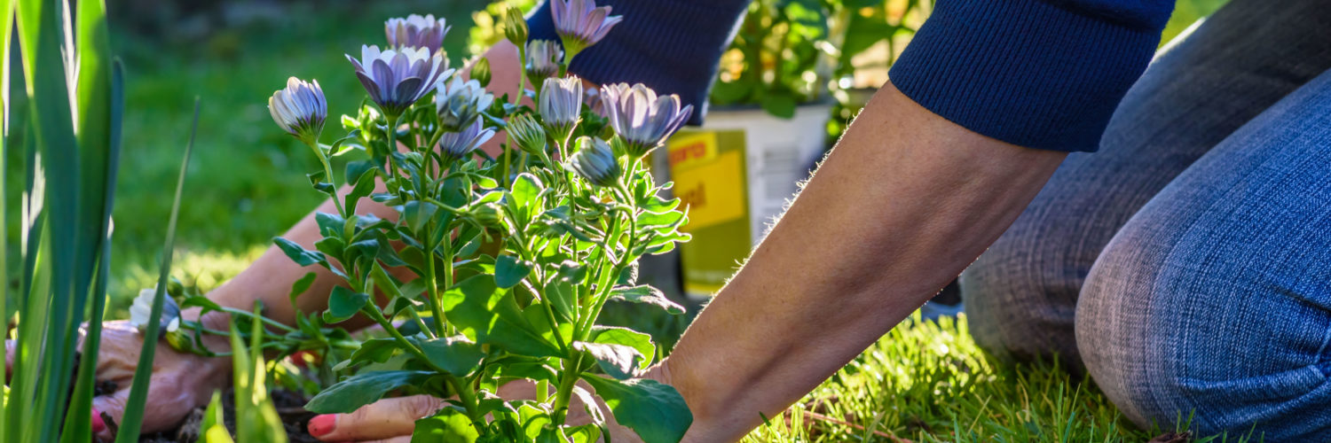 flower beds