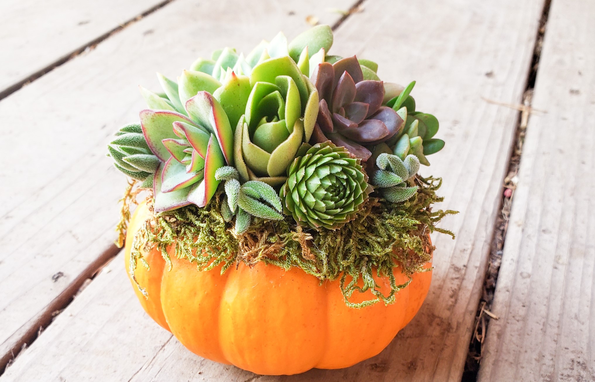 Make a succulent pumpkin, no carving required! This decor piece will last  for months